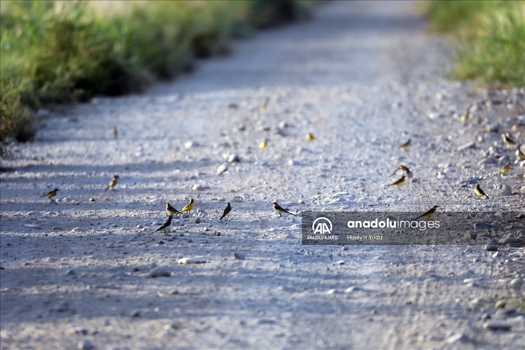 Göçmen kuşların molası Ağrı Dağı çevresinden izlenecek
