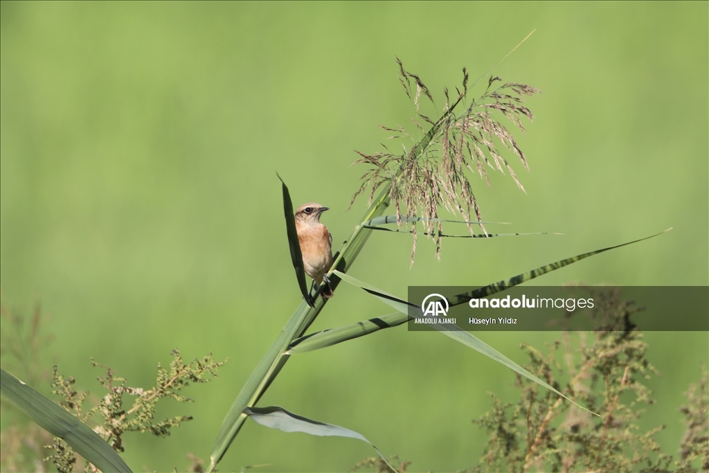 Göçmen kuşların molası Ağrı Dağı çevresinden izlenecek