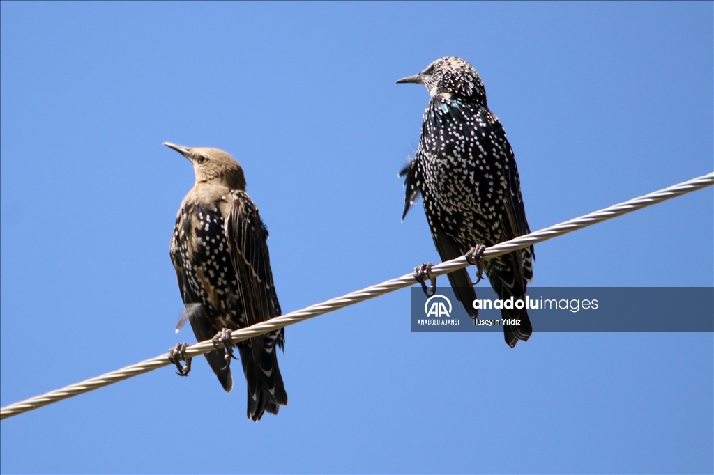 Göçmen kuşların molası Ağrı Dağı çevresinden izlenecek