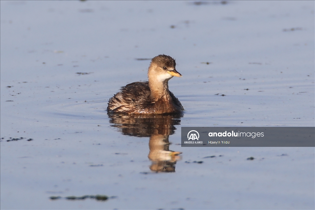 Göçmen kuşların molası Ağrı Dağı çevresinden izlenecek