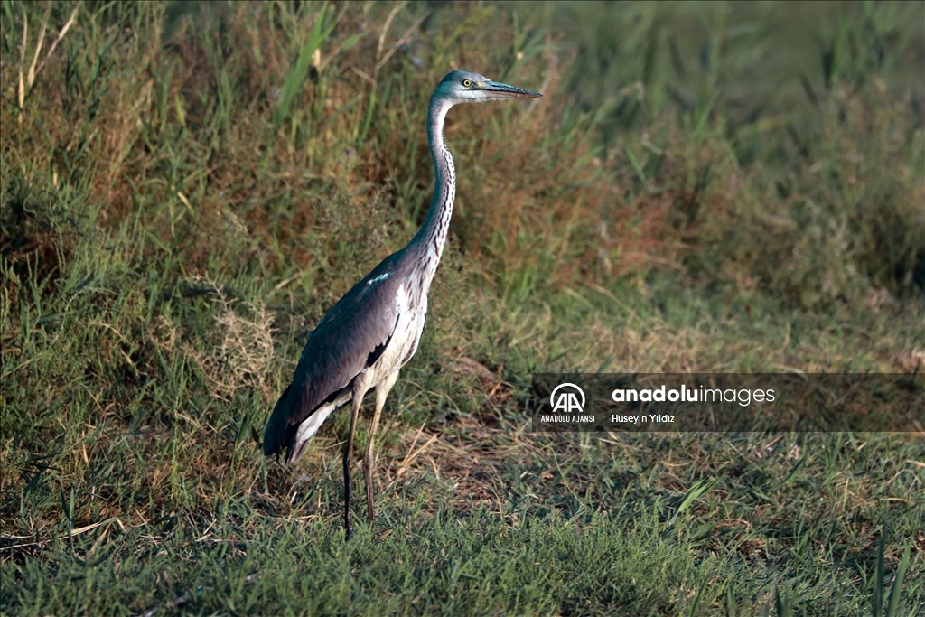 Göçmen kuşların molası Ağrı Dağı çevresinden izlenecek