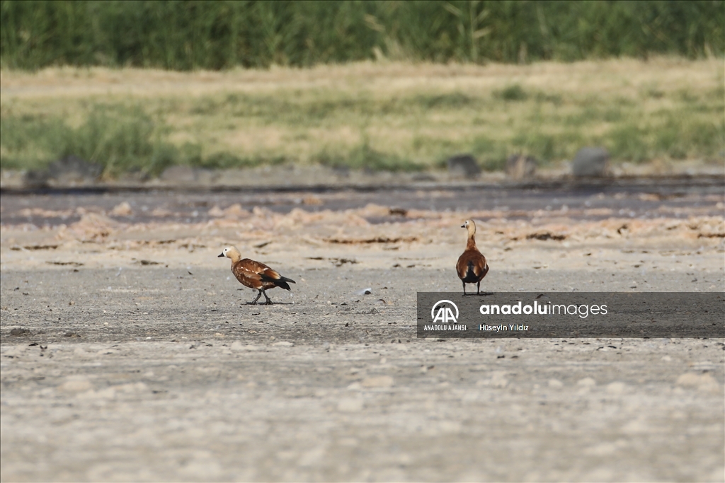 Göçmen kuşların molası Ağrı Dağı çevresinden izlenecek