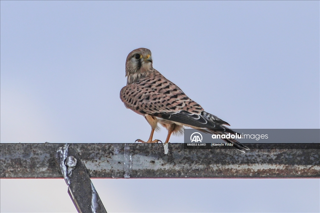 Göçmen kuşların molası Ağrı Dağı çevresinden izlenecek