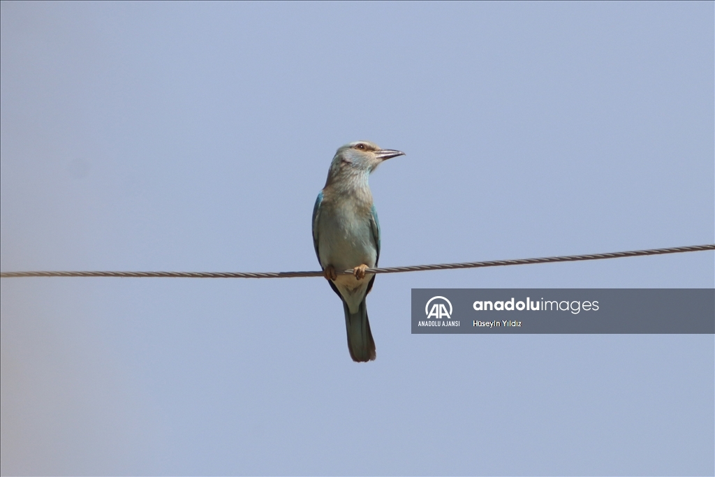Göçmen kuşların molası Ağrı Dağı çevresinden izlenecek