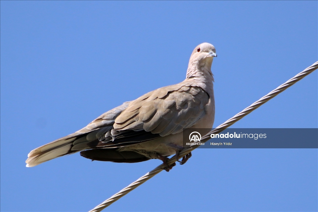 Göçmen kuşların molası Ağrı Dağı çevresinden izlenecek