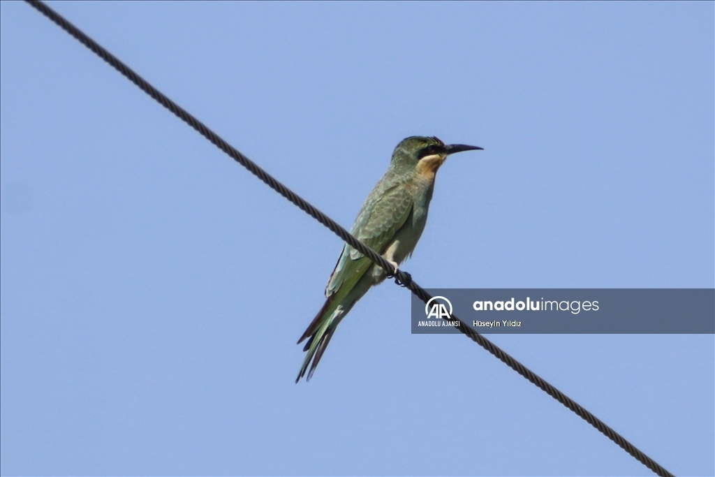 Göçmen kuşların molası Ağrı Dağı çevresinden izlenecek