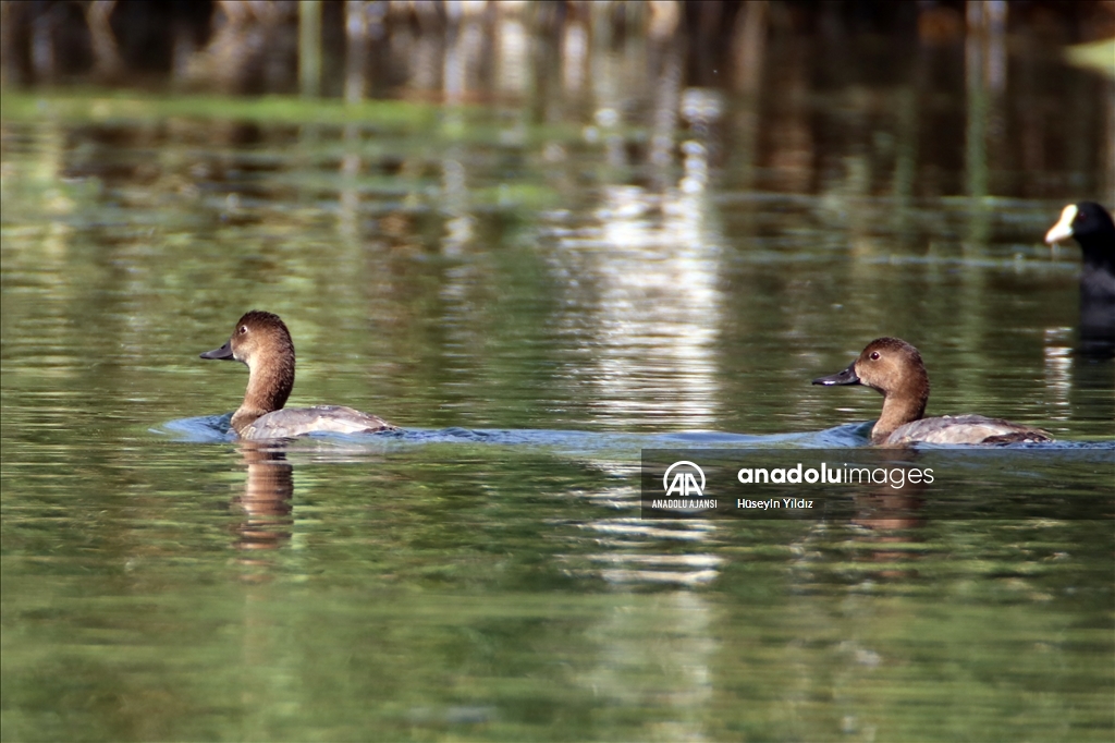 Göçmen kuşların molası Ağrı Dağı çevresinden izlenecek