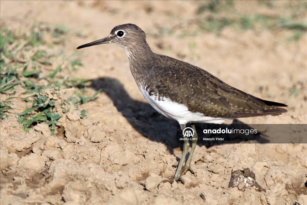 Göçmen kuşların molası Ağrı Dağı çevresinden izlenecek