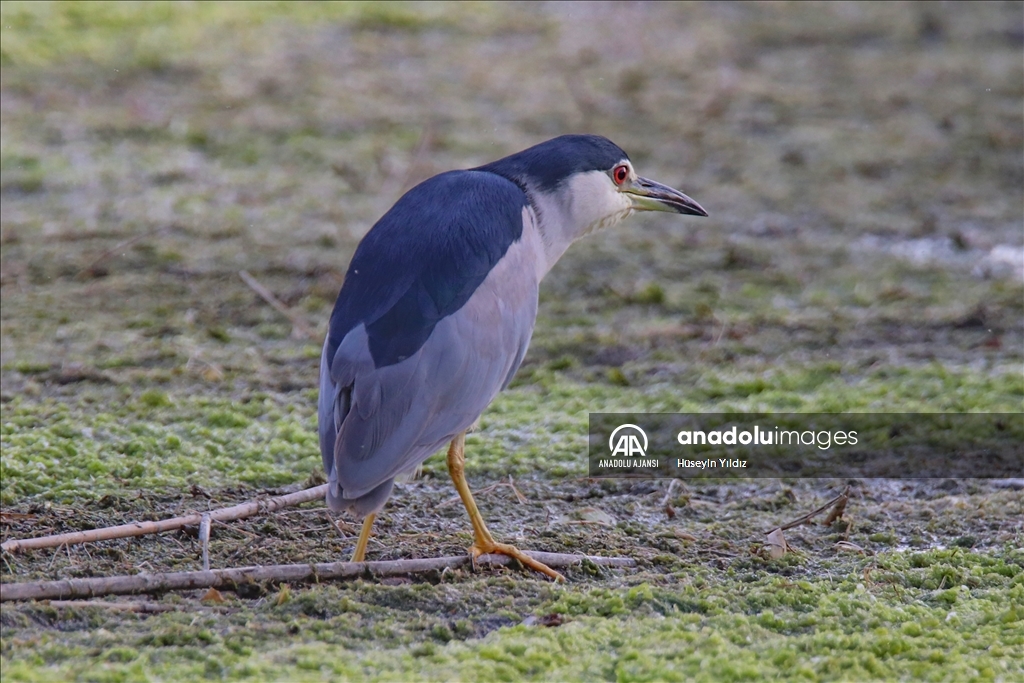 Göçmen kuşların molası Ağrı Dağı çevresinden izlenecek