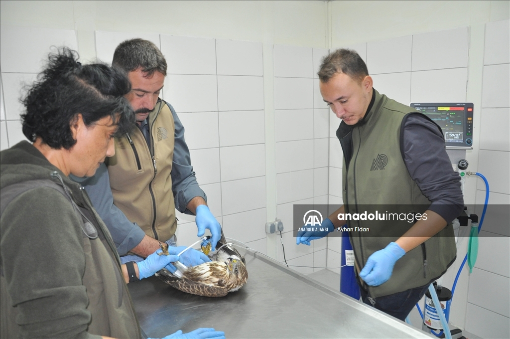 Yaban hayvanları Bursa'daki rehabilitasyon merkezinde yıllardır güvende