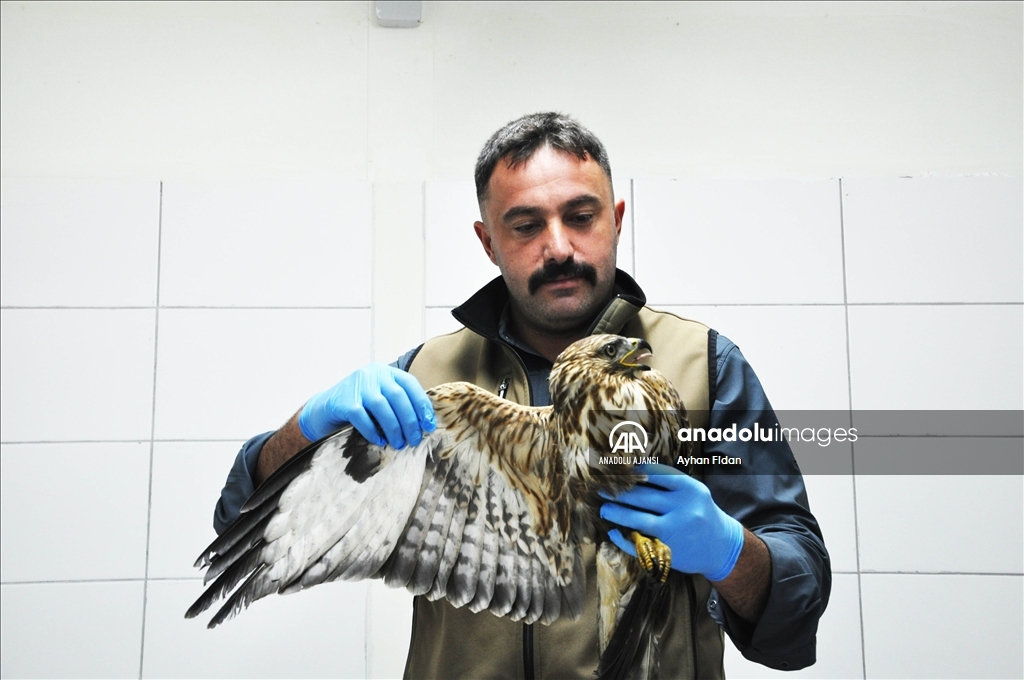 Yaban hayvanları Bursa'daki rehabilitasyon merkezinde yıllardır güvende
