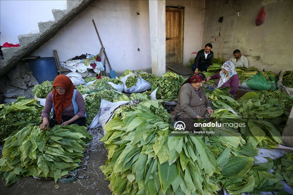 Türkiye'de üretilen tütünde 120 bin ton rekolte bekleniyor