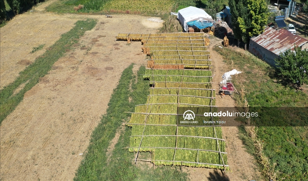 Türkiye'de üretilen tütünde 120 bin ton rekolte bekleniyor