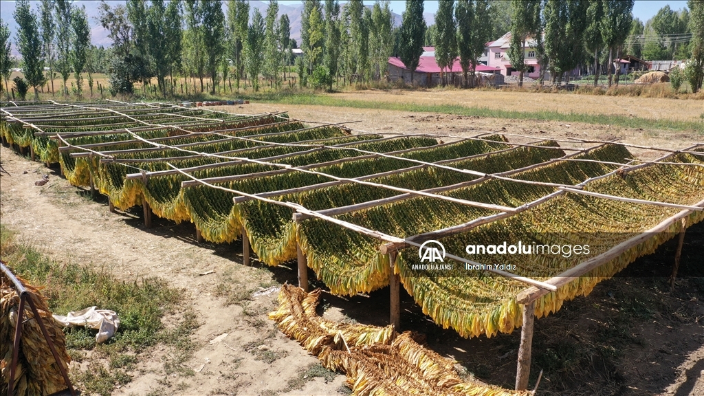 Türkiye'de üretilen tütünde 120 bin ton rekolte bekleniyor