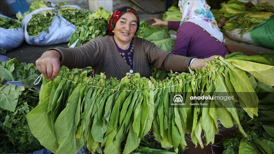 Türkiye'de üretilen tütünde 120 bin ton rekolte bekleniyor