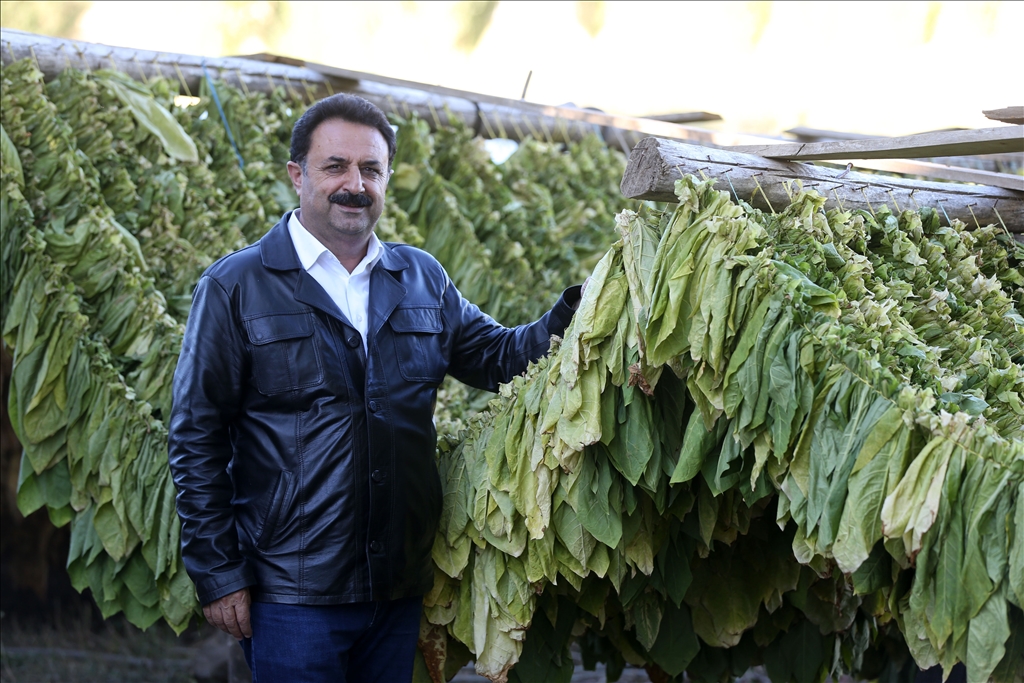 Türkiye'de üretilen tütünde 120 bin ton rekolte bekleniyor
