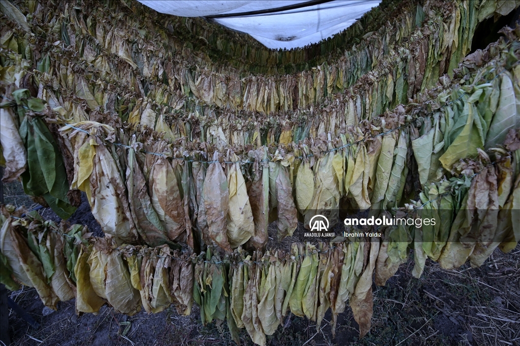 Türkiye'de üretilen tütünde 120 bin ton rekolte bekleniyor