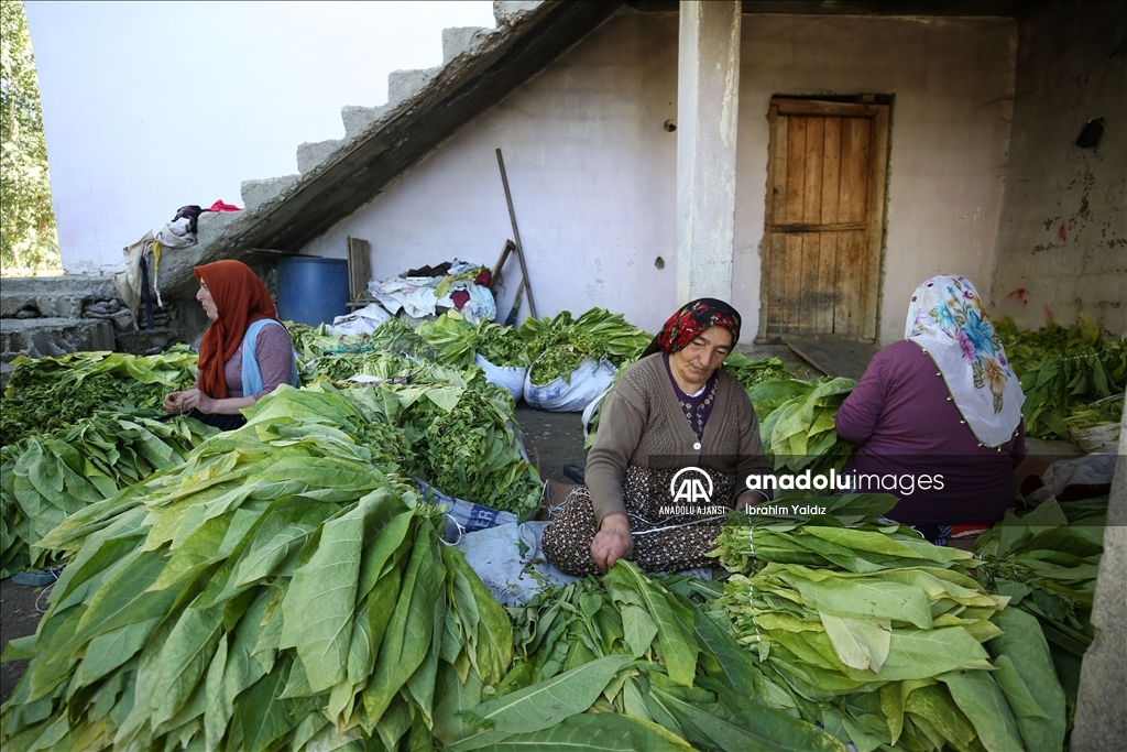 Türkiye'de üretilen tütünde 120 bin ton rekolte bekleniyor