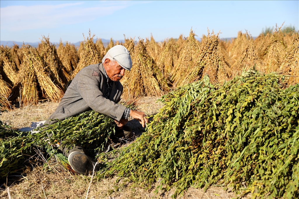 Edirne'de geç ekim susam hasadına başlandı