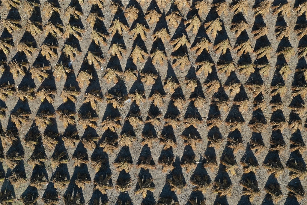 Edirne'de geç ekim susam hasadına başlandı