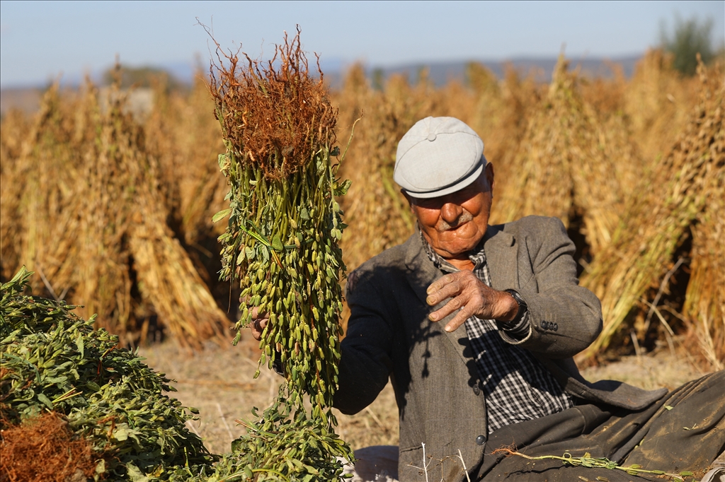 Edirne'de geç ekim susam hasadına başlandı