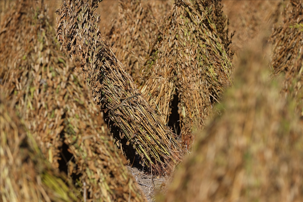 Edirne'de geç ekim susam hasadına başlandı