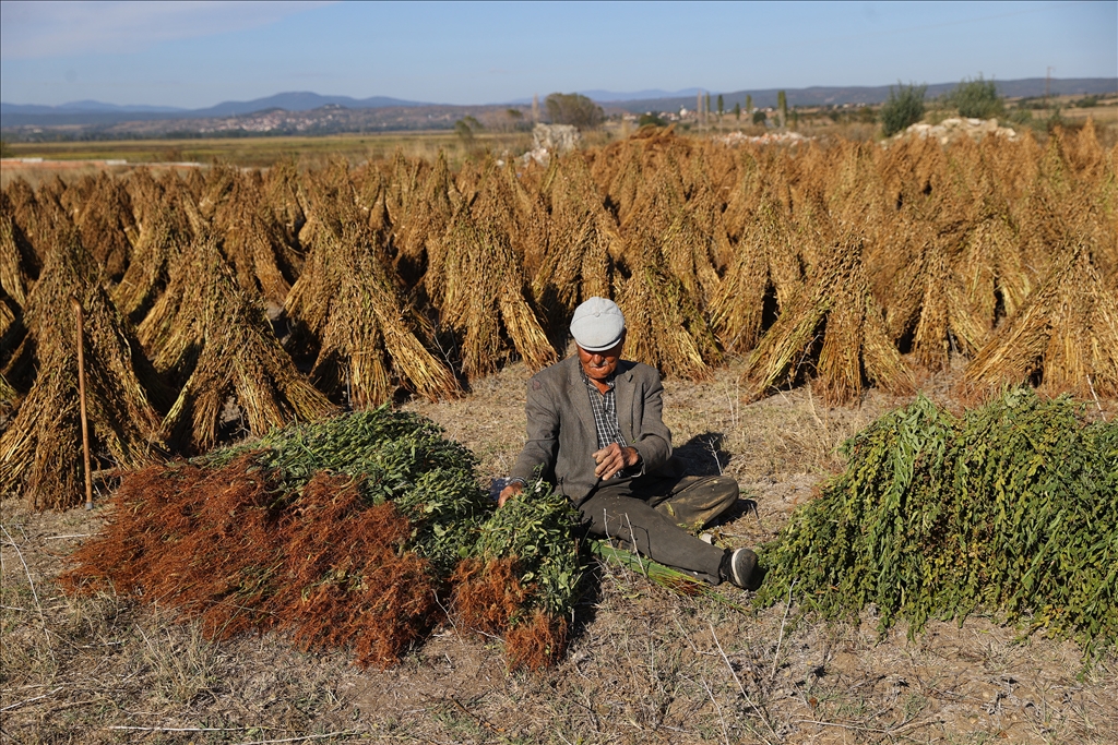 Edirne'de geç ekim susam hasadına başlandı