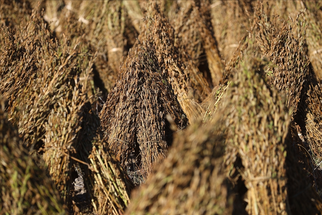 Edirne'de geç ekim susam hasadına başlandı