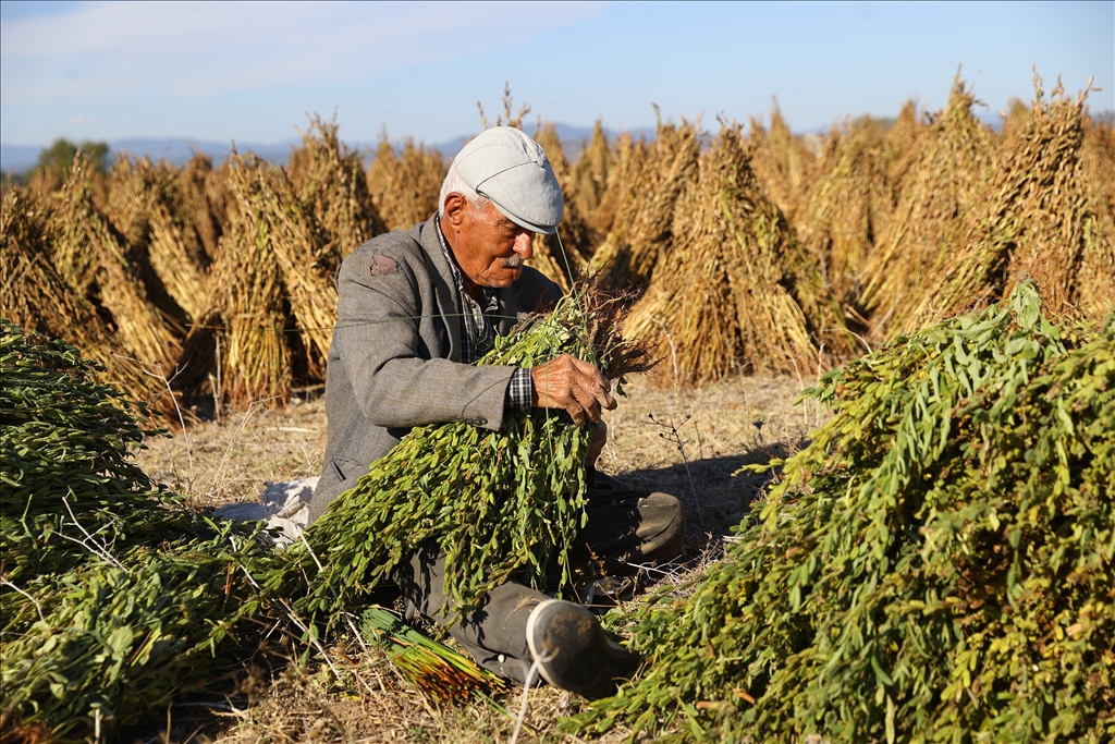 Edirne'de geç ekim susam hasadına başlandı