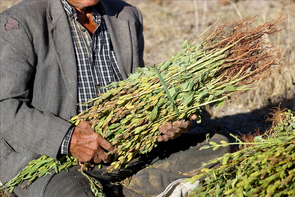 Edirne'de geç ekim susam hasadına başlandı