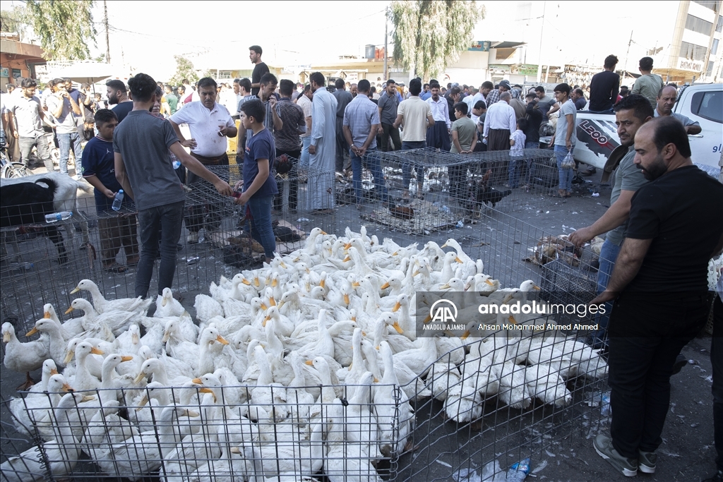 Irak'taki kuş meraklılarının adresi: "Erbil kuş pazarı"