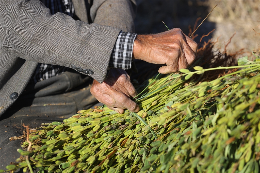 Edirne'de geç ekim susam hasadına başlandı