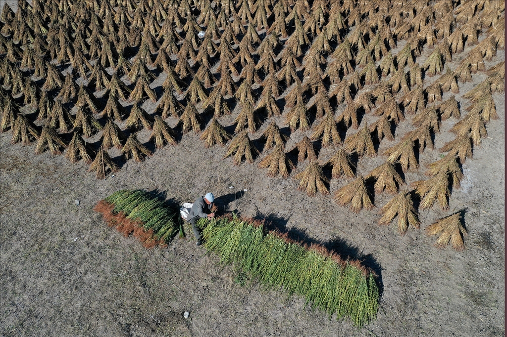 Edirne'de geç ekim susam hasadına başlandı