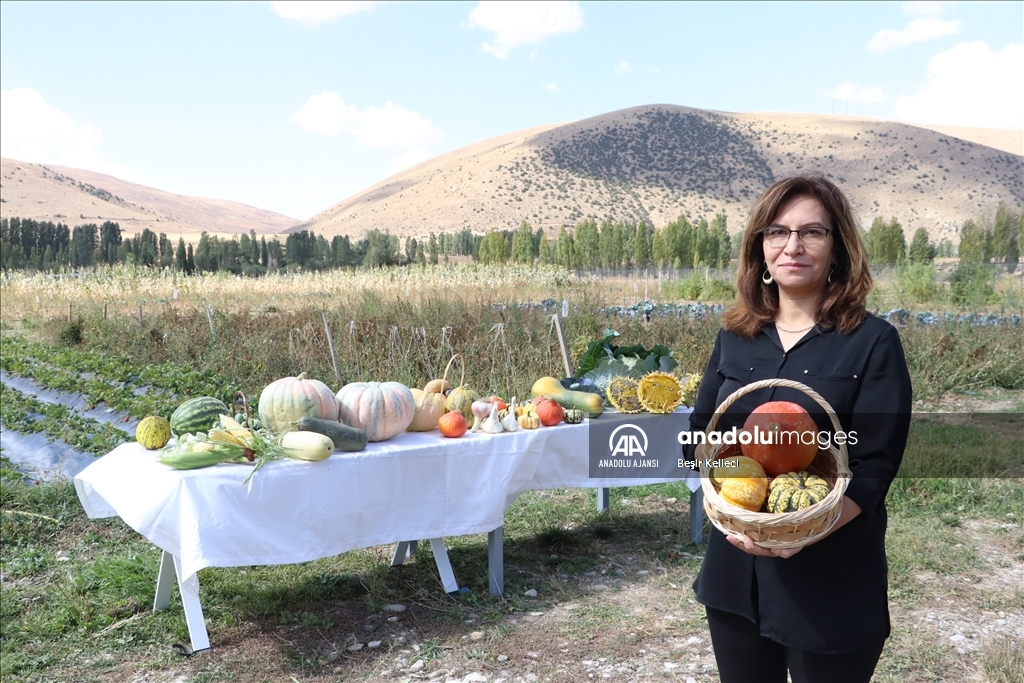 "Hokkaido" kabağı, Bayburtlu çiftçilere yeni gelir kapısı olacak
