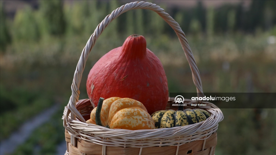 "Hokkaido" kabağı, Bayburtlu çiftçilere yeni gelir kapısı olacak