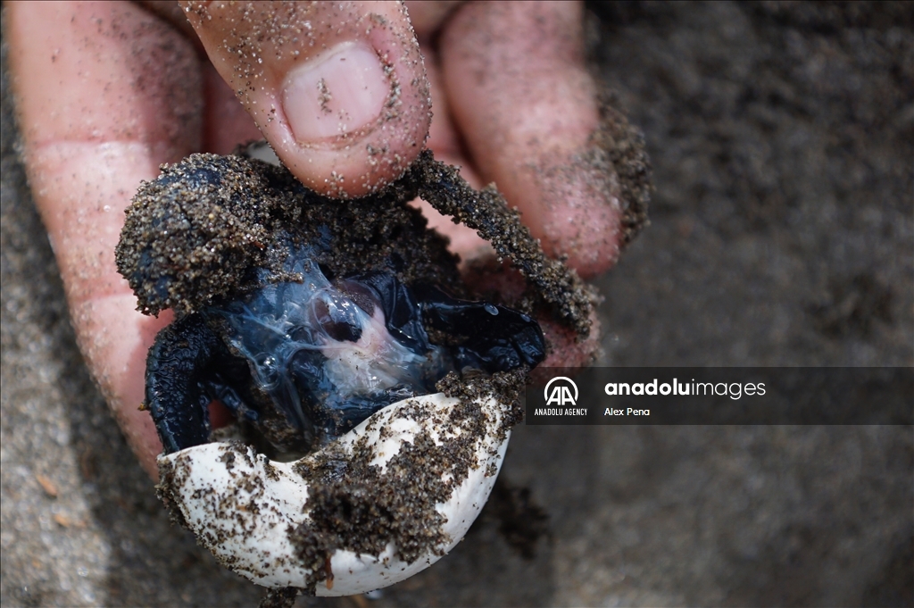 Conservation of sea turtle reproduction in El Salvador