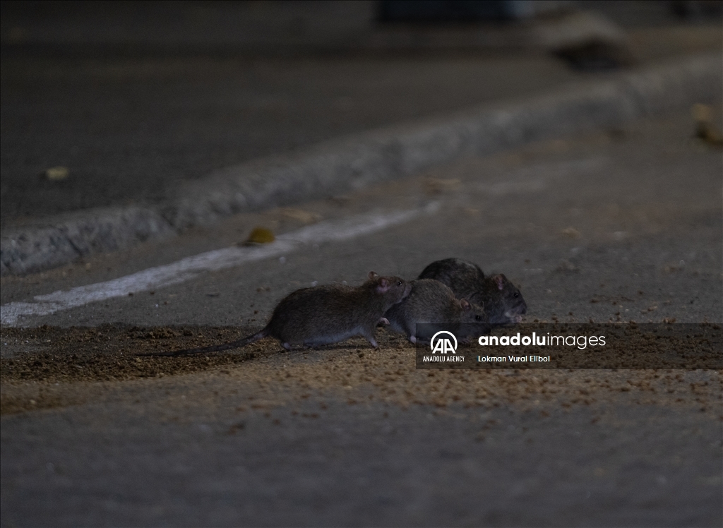 NYC Rat Sightings Higher Than Ever Before