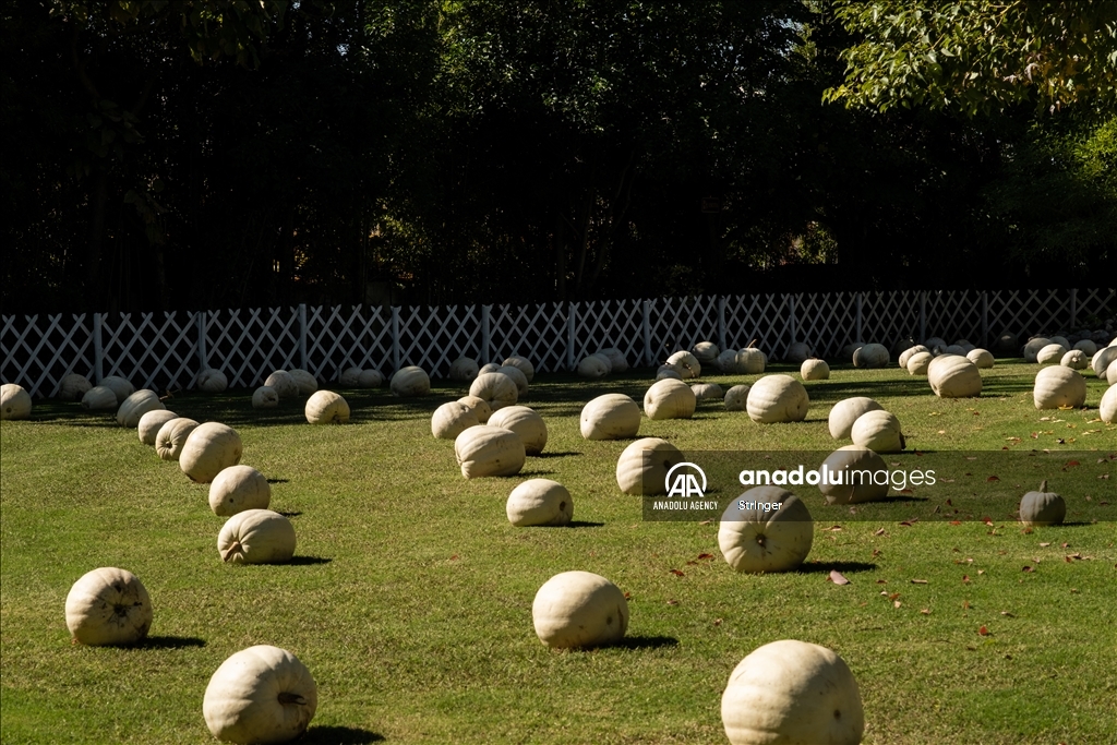 Pumpkin Garden in Italy