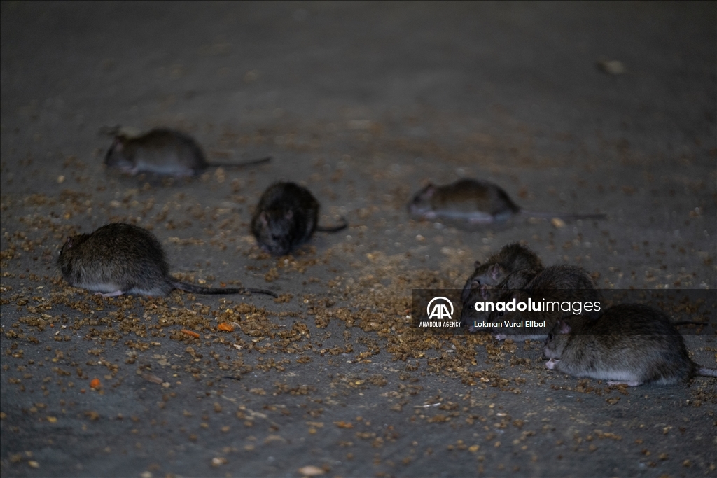 NYC Rat Sightings Higher Than Ever Before