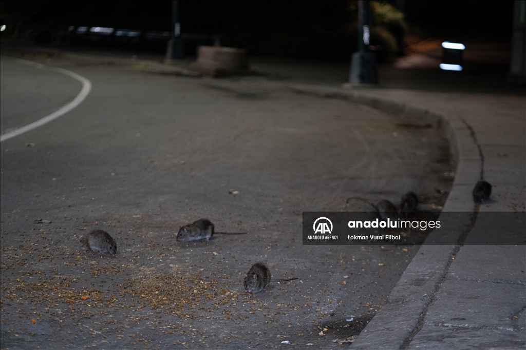 NYC Rat Sightings Higher Than Ever Before