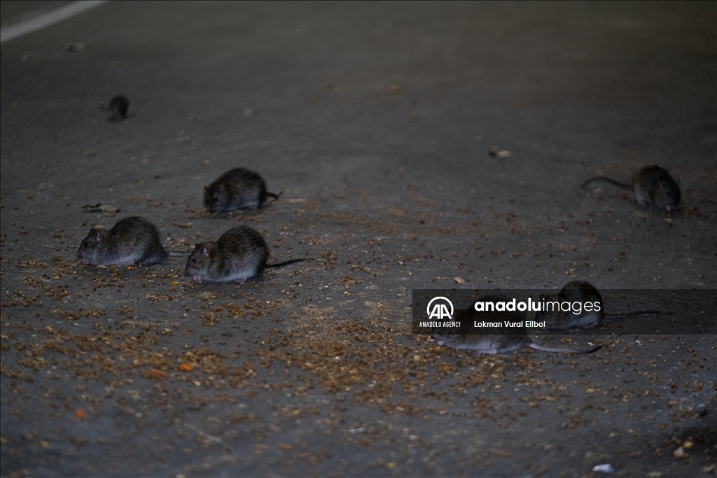 NYC Rat Sightings Higher Than Ever Before