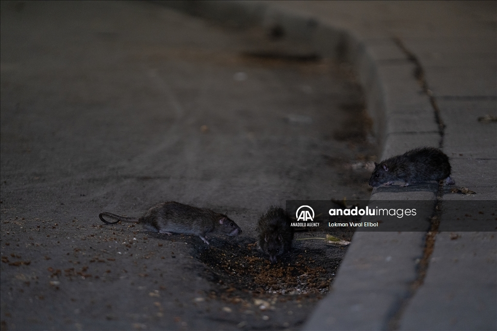 NYC Rat Sightings Higher Than Ever Before