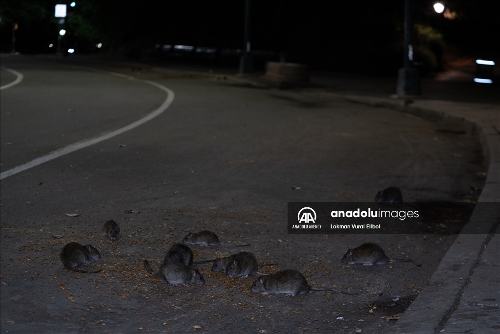NYC Rat Sightings Higher Than Ever Before