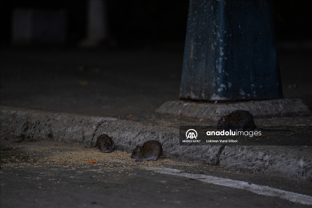 NYC Rat Sightings Higher Than Ever Before