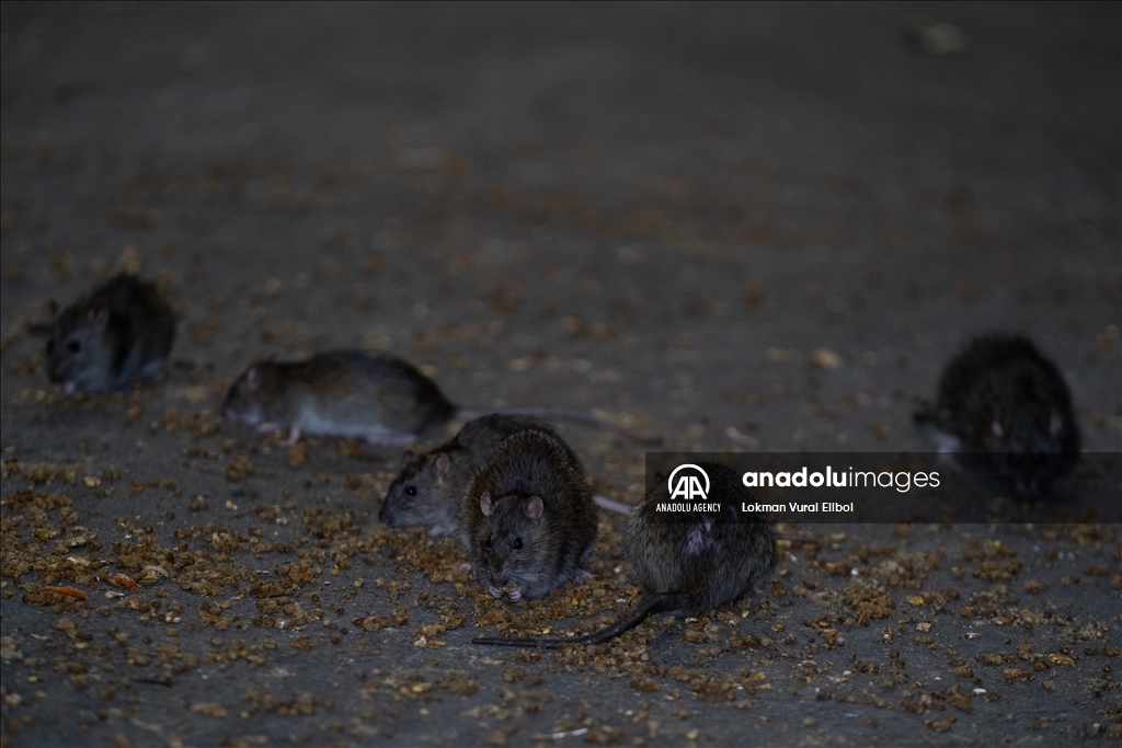 NYC Rat Sightings Higher Than Ever Before
