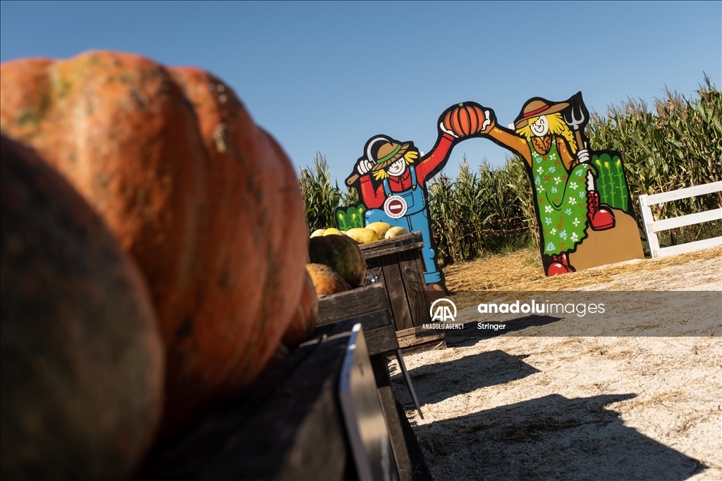 Pumpkin Garden in Italy