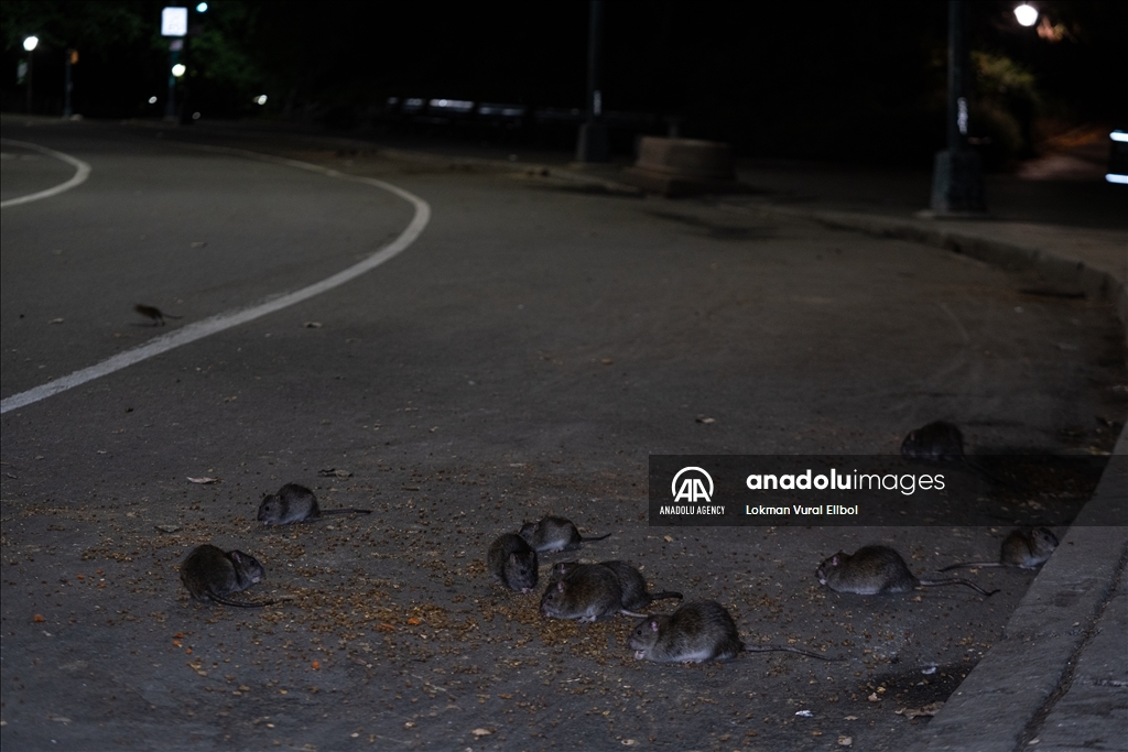 NYC Rat Sightings Higher Than Ever Before