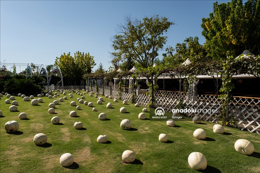 Pumpkin Garden in Italy