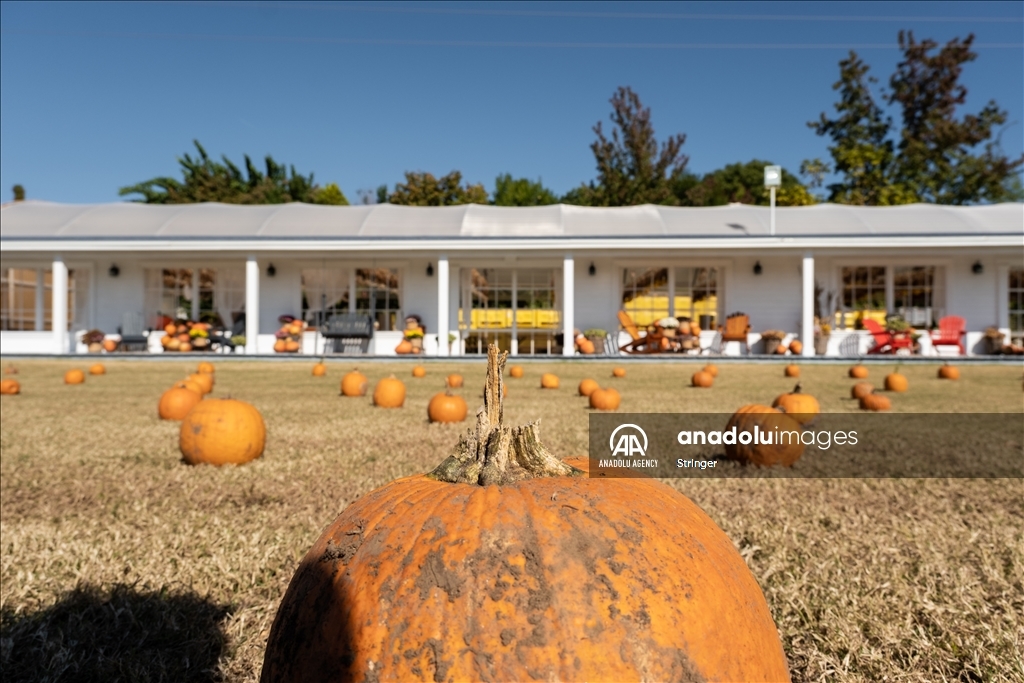 Pumpkin Garden in Italy