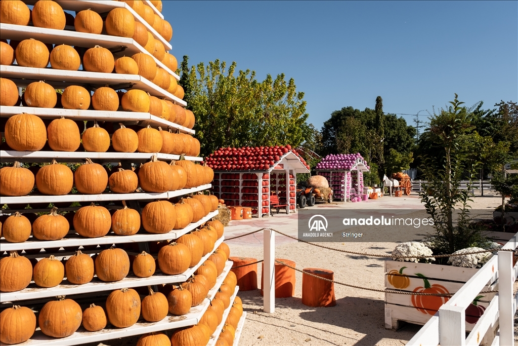 Pumpkin Garden in Italy